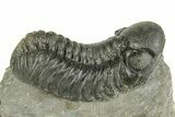 Large, Austerops Trilobite - Visible Eye Facets #255600-1
